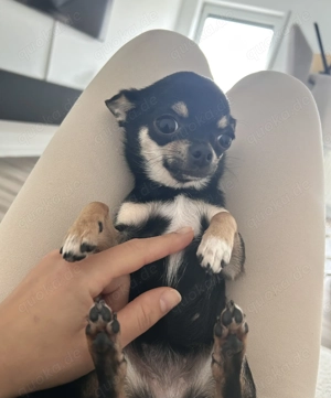 Chihuahuaweibchen zum verkaufen 