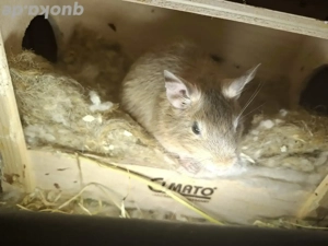 Degu Weibchen 