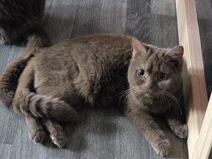 BKH Cinnamon miit Stammbaum