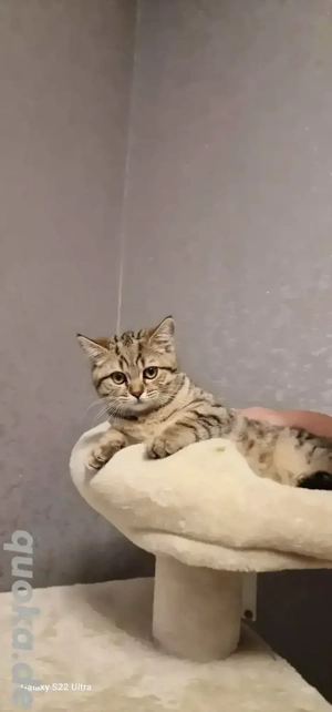 Britisch kurzhaar Kitten 