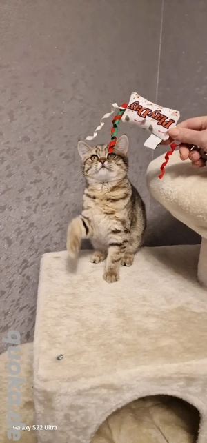 Britisch kurzhaar Kitten 