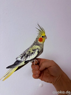 Nestjunge teilzahme Nymphensittiche