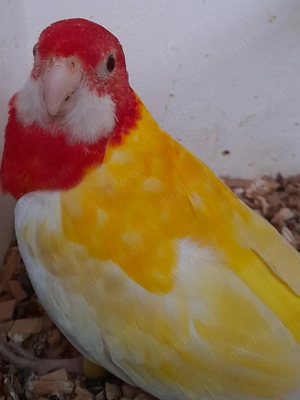 Prachtrosella Jungtier