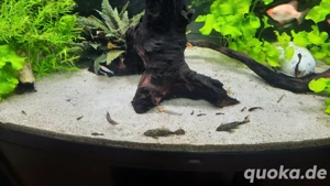 Fische Antennenwelse