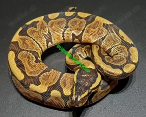 Königspython 0.1 Enchi Phoenixx NZ'25 *nicht günstig*