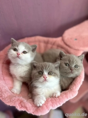 Britisch Kurzhaar suchen ein zuhause 