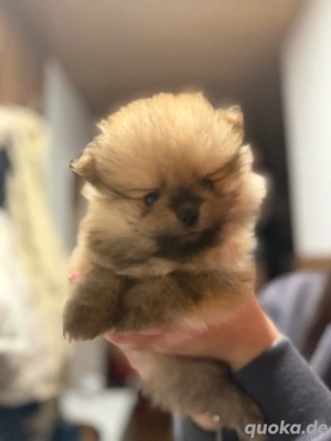 3 süße Pomeranian Zwergspitzwelpen
