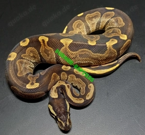 Königspython 1.0 Black Pastel Enchi Phoenixx NZ'25 *nicht günstig*