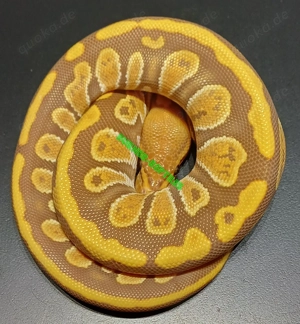 Königspython 0.1 Cypress Ultramel NZ'25