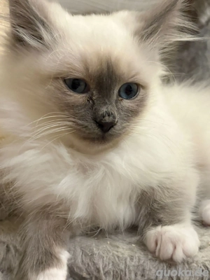 Reinhassige Heilige Birma Kätzchen 