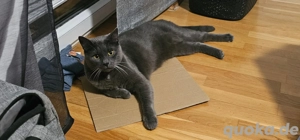 Kater sucht neues Zuhause 