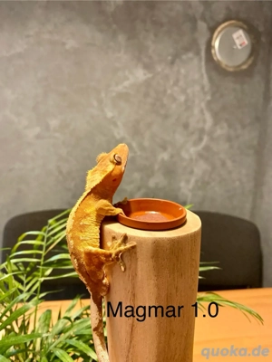 Kronengecko Correlophus ciliatus diverse Morphen