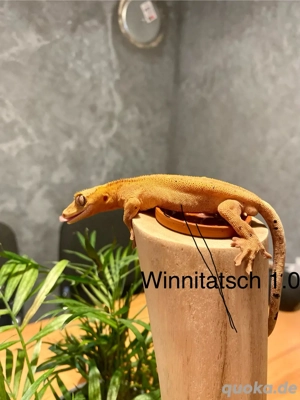 Kronengecko Correlophus ciliatus diverse Morphen