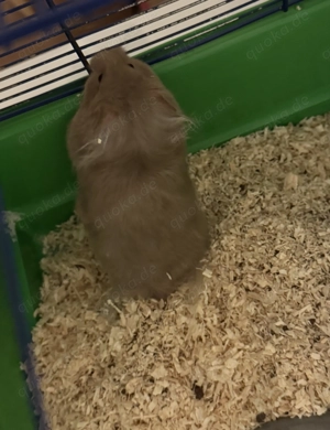 Verkaufe meinen Hamster mit allem drum und dran 