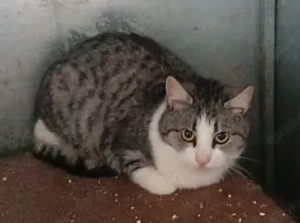 Süße Bura sucht dringenst ihr ersehntes Für-Immer-Zuhause oder liebevolle Pflegestelle