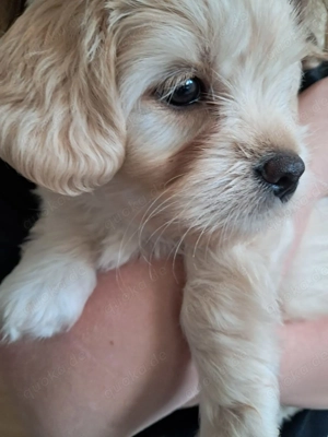 HAVANESER Mix Welpe 10 wochen