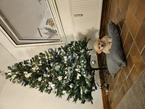 HAVANESER Mix Welpe 10 wochen Bild 2