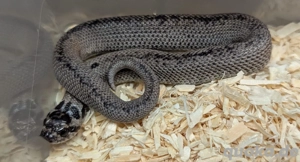 1.0 Superarctic Superconda het Axanthic 66%ph Albino - Heterodon nasicus 