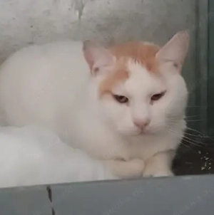 Großer Bär Guliver sucht dringenst sein warmes Für-Immer-Zuhause oder liebevolle Pflegestelle