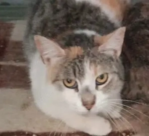 Glückskatze Mika sucht dringenst ihre(n) Herzensmenschen oder liebevolle Pflegestelle