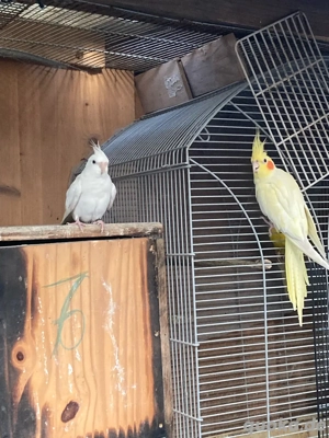 Nymphensittiche paar