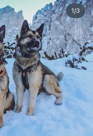 Deutsche Schäferhündin 