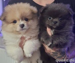 Pomeranian-PomChi Boys 75%Pom 