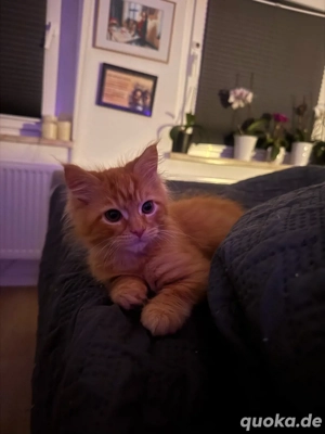 Nur noch 1 Maine Coon Bube sucht das perfekte Heim