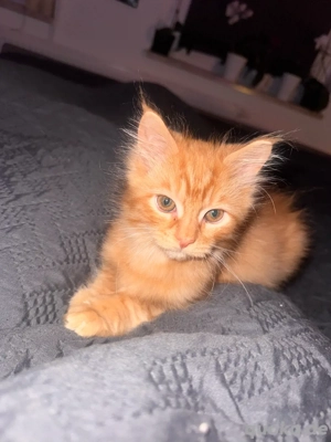 Nur noch 1 Maine Coon Bube sucht das perfekte Heim Bild 2