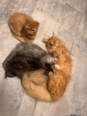 Nur noch 1 Maine Coon Bube sucht das perfekte Heim Bild 7