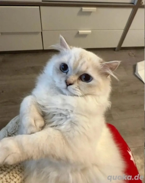Reinrassige BLH Katze 