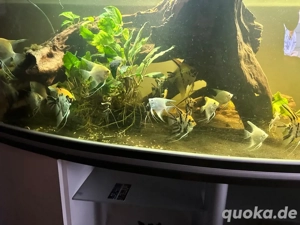 Skalare zu verkaufen