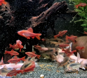 Bitterlingsbarben Puntius titteya 