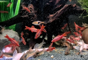 Bitterlingsbarben Puntius titteya  Bild 2