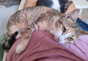 Kätzchen aus dem Tierschutz