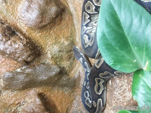 Königspython wahts App Gruppe 