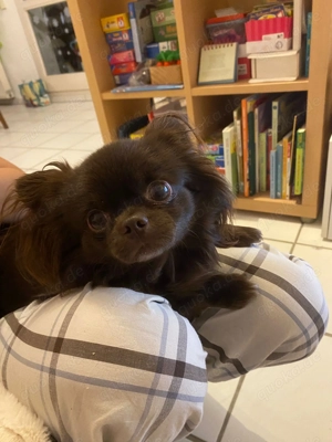 Deckrüde Langhaar Chihuahua 