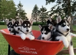 Siberian Husky Welpen 