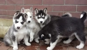 Siberian Husky Welpen 