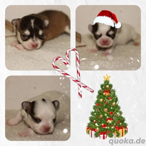 Wunderschöne Reinrassige Chihuahua Welpen Choco Husky Langhaar 