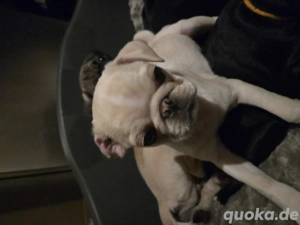 Verschmuste Mops Welpen 