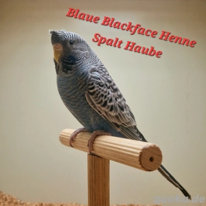 Wellensittiche, Blackface, Blackwing, Rainbows 