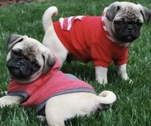 Mops Welpen für ein Haustier liebevolles zuhause