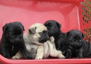 Mops Welpen für ein Haustier liebevolles zuhause