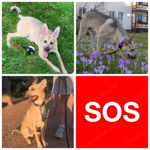 Evgenij: Ein Welpe, der nach einem Jahr plötzlich "überflüssig" wurde