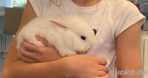 Süßes Zwergkaninchen   1,5 Monate alt zu verkaufen