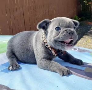 Beautiful Französische Bulldoggen Welpen 