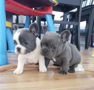 Französische Bulldoggen Welpen 