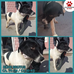 großer Tornjak Mischlings-Rüde Brutus sucht ein Zuhause auf dem Land