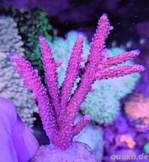 Korallen Ableger SPS LPS Zoanthus  Bild 5